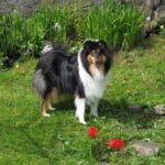 Collie Langhåret