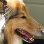 Collie Langhåret