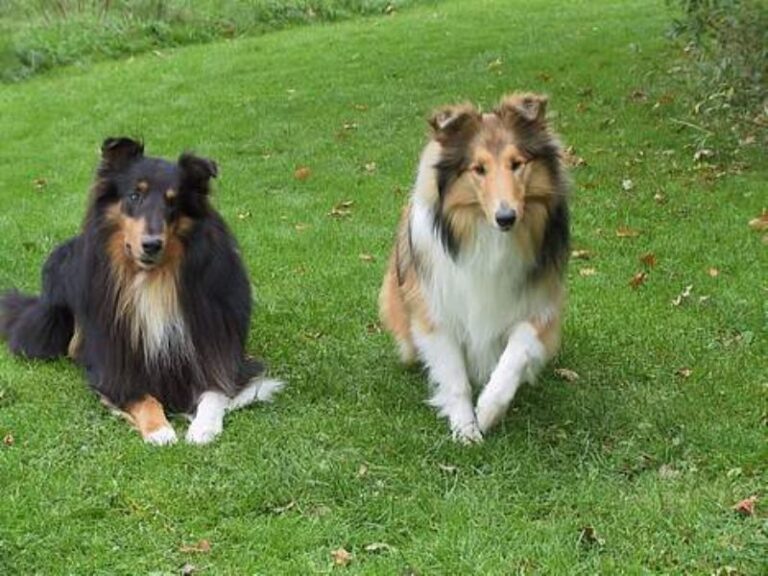 Collie Langhåret