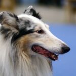 Collie Langhåret
