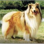 Collie Langhåret