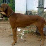 Combai