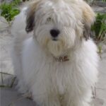 Coton de Tulear