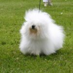 Coton de Tulear