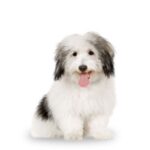 Coton de Tulear