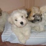 Coton de Tulear