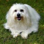 Coton de Tulear
