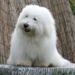 Coton de Tulear