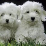 Coton de Tulear