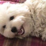 Coton de Tulear