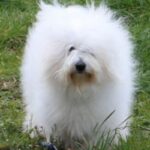 Coton de Tulear