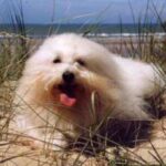 Coton de Tulear