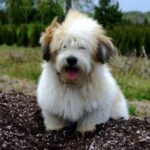 Coton de Tulear