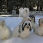 Coton de Tulear
