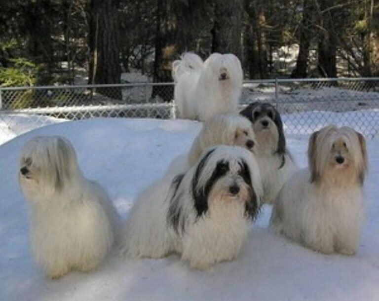 Coton de Tulear