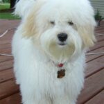 Coton de Tulear