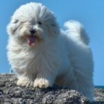 Coton de Tulear