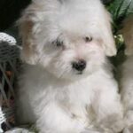 Coton de Tulear