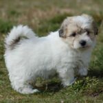 Coton de Tulear