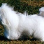 Coton de Tulear
