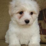 Coton de Tulear