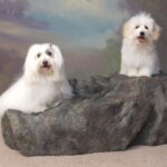 Coton de Tulear