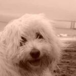 Coton de Tulear