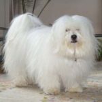 Coton de Tulear