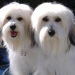 Coton de Tulear
