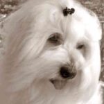 Coton de Tulear