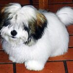 Coton de Tulear