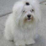 Coton de Tulear