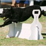 Curly Coated Retriever