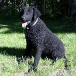 Curly Coated Retriever