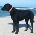 Curly Coated Retriever