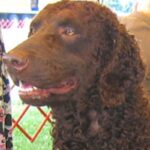 Curly Coated Retriever