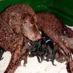 Curly Coated Retriever