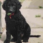 Curly Coated Retriever