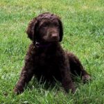 Curly Coated Retriever