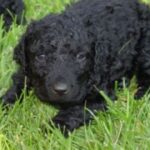 Curly Coated Retriever