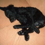 Curly Coated Retriever