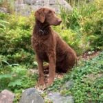 Curly Coated Retriever