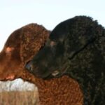 Curly Coated Retriever