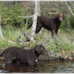 Curly Coated Retriever