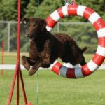 Curly Coated Retriever