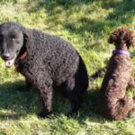 Curly Coated Retriever