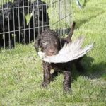 Curly Coated Retriever