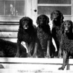 Curly Coated Retriever