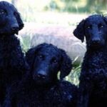 Curly Coated Retriever