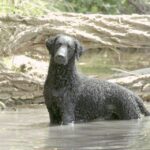 Curly Coated Retriever